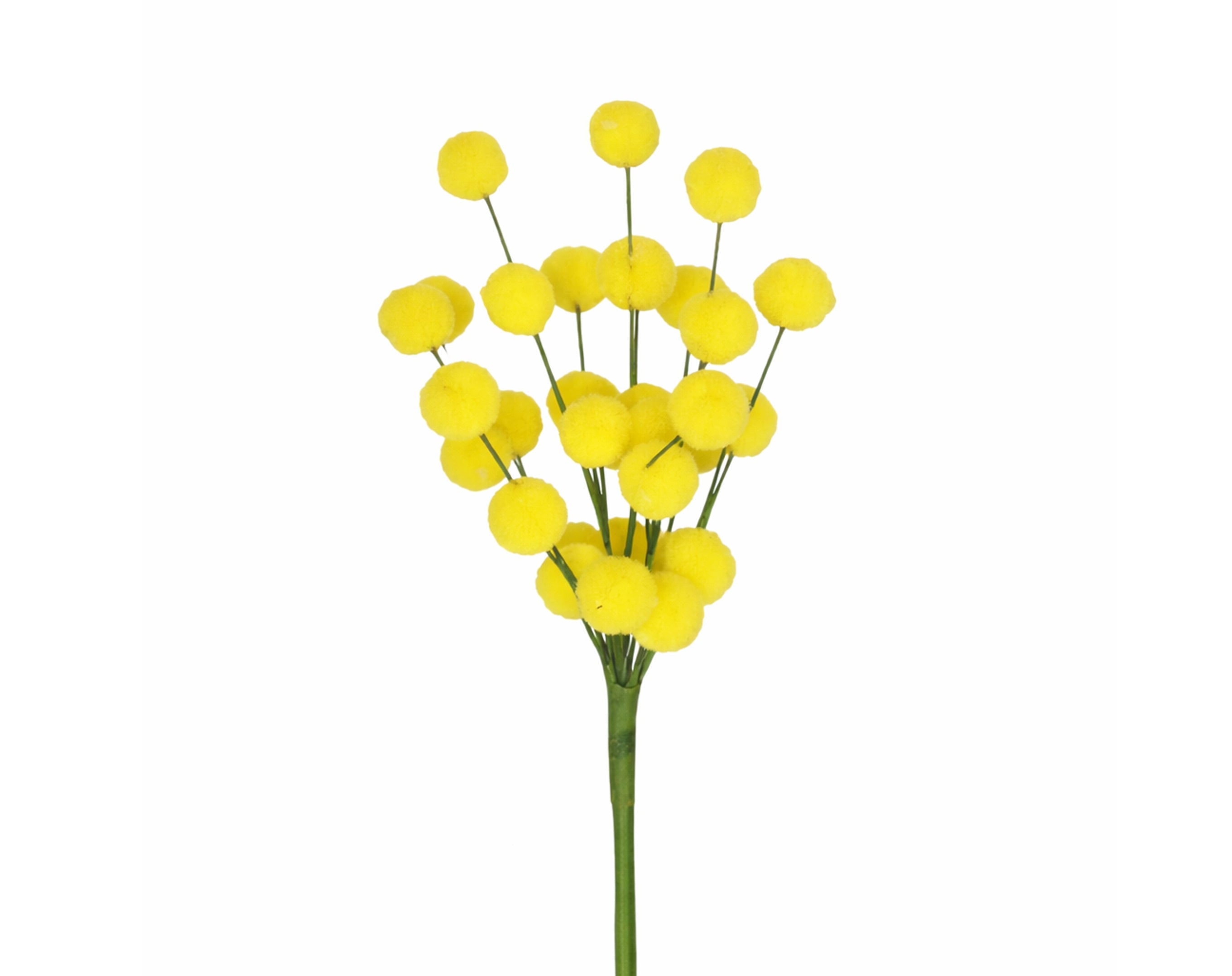Ramita de MIMOSA
